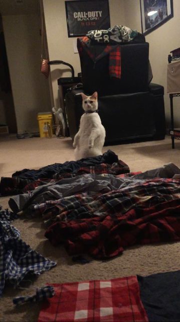 Pets
